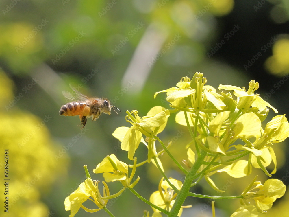 A honeybee coming to canola flowers
A honeybee coming to canola flowers