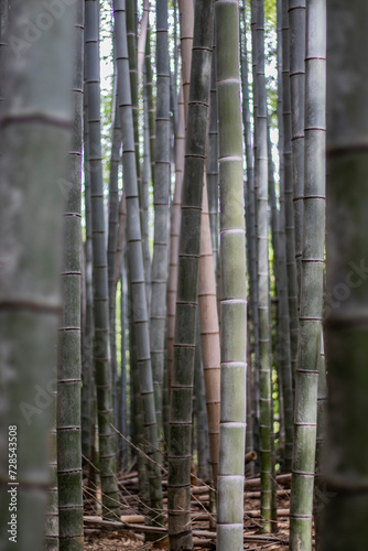 Focus effect with blurred foreground image of bamboo trunks in Kyoto, Japan in a sacred forest, Bamboo Grove. vertical image of this asian landscapes
