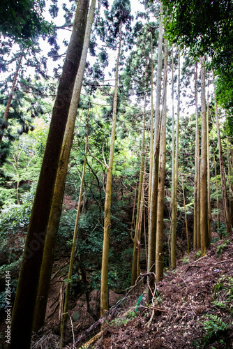 Centennial forest vertical, sky and back light in the tree branches. Bamboo canopy in Kyoto, Japan