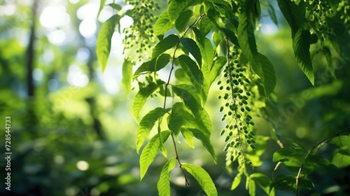 A close up view of a leafy tree in a forest. This image can be used to depict nature, outdoor activities, or environmental themes