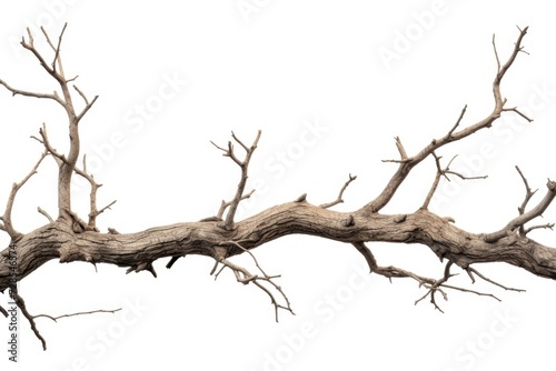 A dead tree branch with no leaves. Suitable for nature and seasonal themes photo