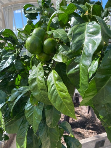 Lime tree