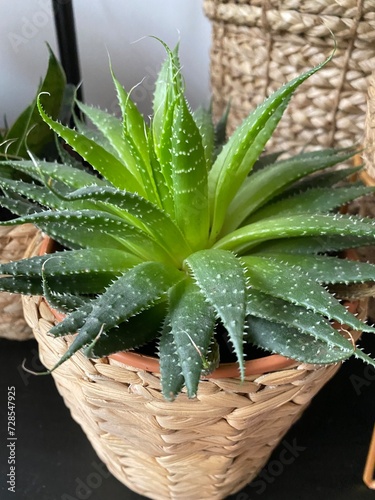 aloe vera plant