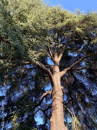 tree in the forest
