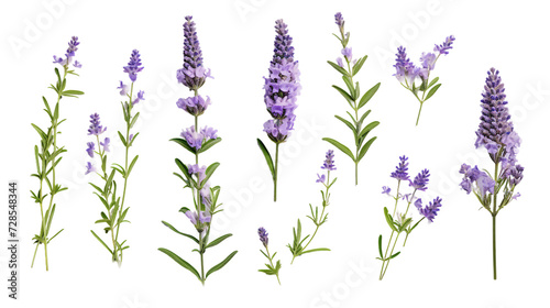 Lavender Collection  Beautiful Flowers  Buds  and Leaves in 3D Digital Art     Aromatic Garden Design Elements with Transparent Background