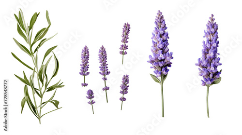 Lavender Collection  Beautiful Flowers  Buds  and Leaves in 3D Digital Art     Aromatic Garden Design Elements with Transparent Background