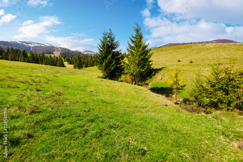 fir trees on the grassy hills in spring. mountainous countryside of ukraine. carpathian mountains with snow capped tops in the distance. warm and sunny weather with fluffy clouds on the sky © Pellinni