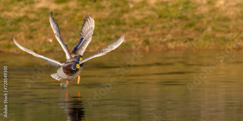 mallard ducks flying on the surface of a pond in the morning light