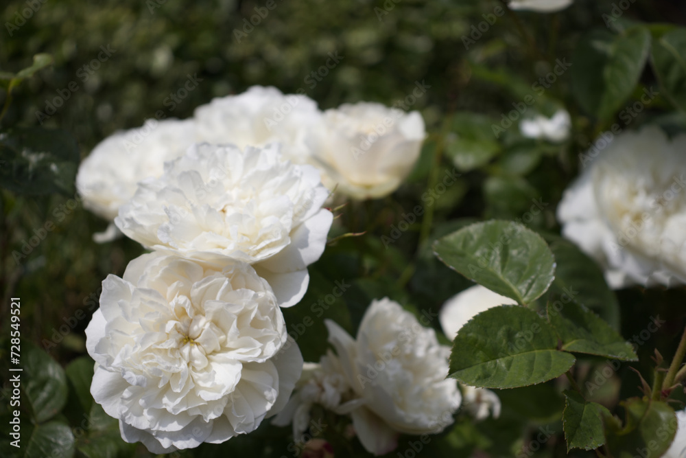 White English Rose closeup photo of David Austin English fragrance rose with copy space bloom in the garden. White English Rose closeup photo of David Austin English fragrance rose with copy space bloom in the garden.