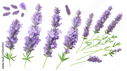 Lavender Collection  Beautiful Flowers  Buds  and Leaves in 3D Digital Art     Aromatic Garden Design Elements with Transparent Background