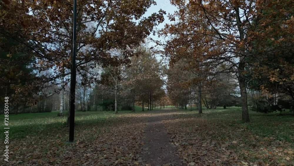 Walk side between oak trees in autumn, the wind is blowing and and the leaves is falling. Walk side between oak trees in autumn, the wind is blowing and and the leaves is falling.