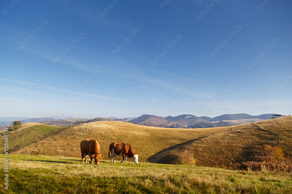 Two brown color cows graze on green grass free of pesticides in mountain meadow on sunny day in Carpathian Mountains, Paltinis, Romania