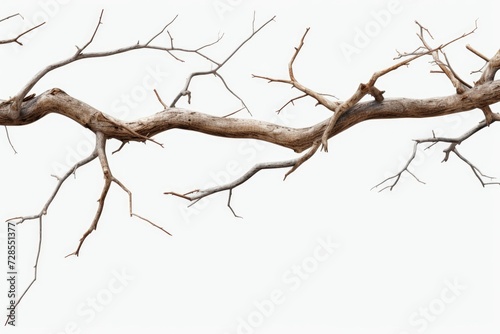 A bird perched on a tree branch. Suitable for nature and wildlife themes