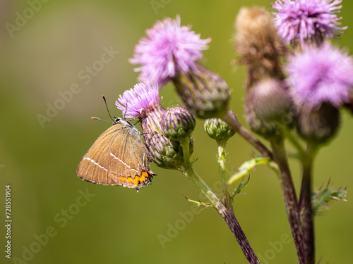 White-letter Hairstreak Feeding on Creeping Thistle photo