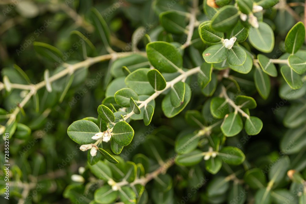 Close-up of a beautiful fresh bush branch with green leaves, the background is blurred. Close-up of a beautiful fresh bush branch with green leaves, the background is blurred.