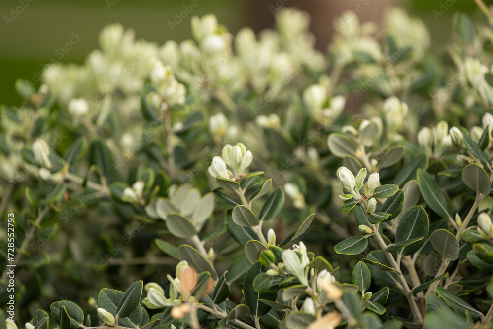 Close-up of a beautiful fresh bush branch with green leaves, the background is blurred. Close-up of a beautiful fresh bush branch with green leaves, the background is blurred.