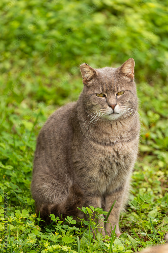 The cat looks to the side on a   green background. Portrait of a little cat with green eyes in nature, close-up.