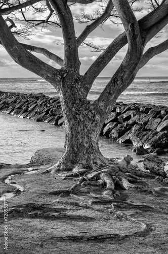 Banyan Tree Growing on a Rocky Ocean Beach in Hawaii.