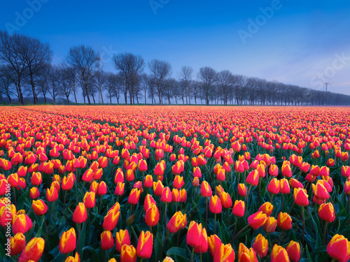 A field of tulips during sunset. Netherlands. Fog over the field. Landscape with flowers during sunset. Photo for wallpaper and background.