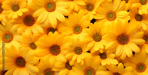 yellow daisies  in the style of detailed backgrounds