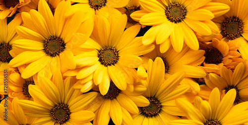 yellow daisies  in the style of detailed backgrounds