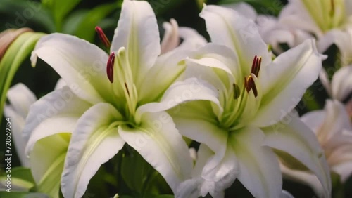 純白な百合の花　４K