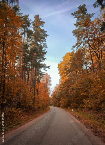 autumn in the forest