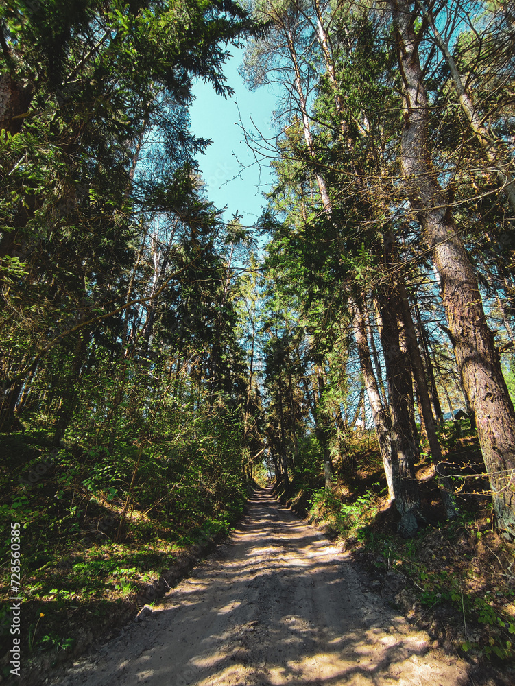 Fototapeta premium path in the woods