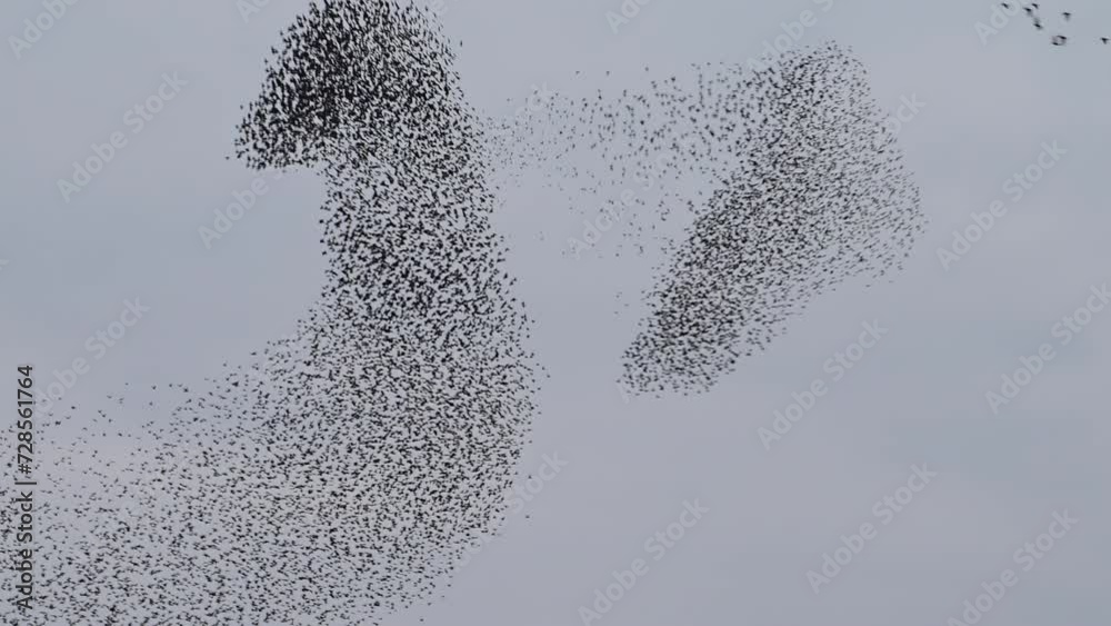 Starling birds murmuration in an overcast sky during a calm sunset at the end of the day. Huge groups of starlings (Sturnidae) in the sky that move in shape-shifting clouds before the night.
