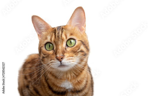 Muzzle of an adult Bengal cat close-up © Svetlana Rey