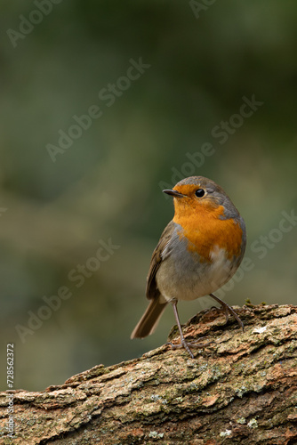 Robin on a branch