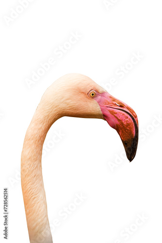 Flamingo on a transparent background