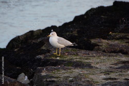 seagull on the rocks