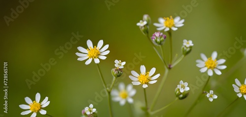 "Wildflower White: Nature's Serenity". generative ai
