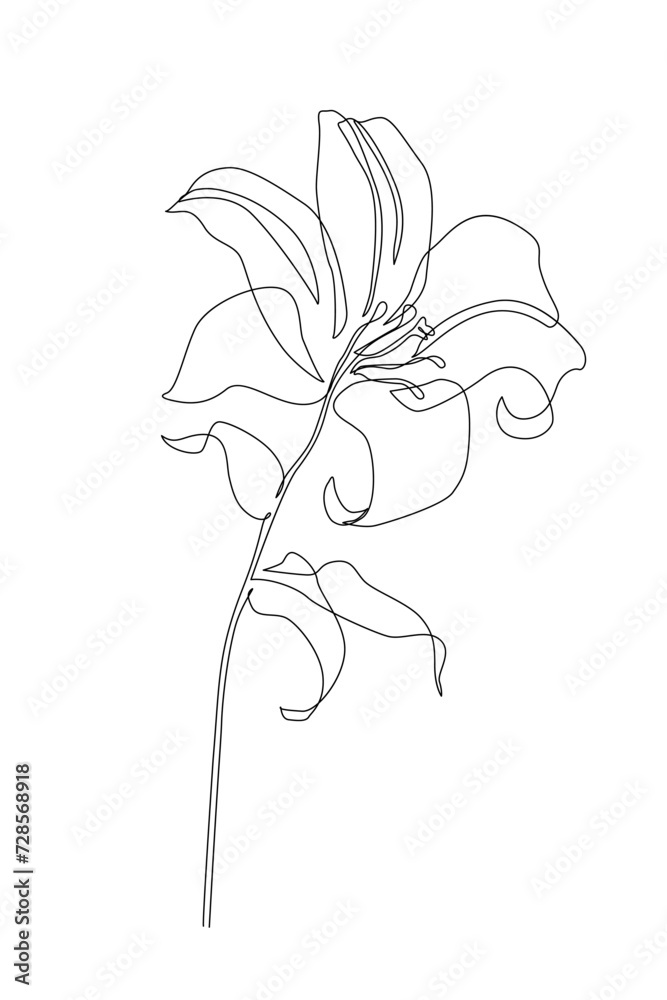 Lily flower in continuous line art drawing style.
