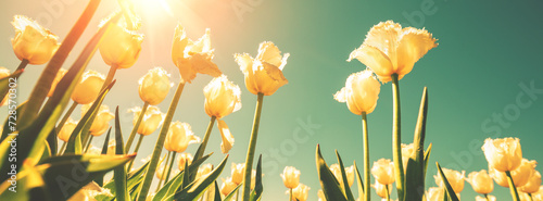 Tulips field in the spring. Yellow tulips blooming against blue sky. Horizontal banner photo