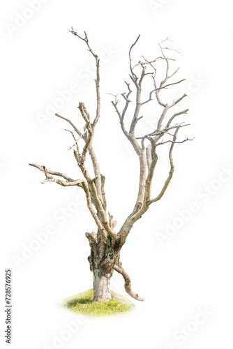 A dead tree branch isolated on a transparent background.