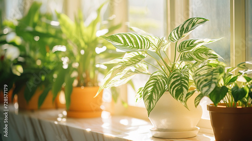 Potted houseplants with green leaves on window sill