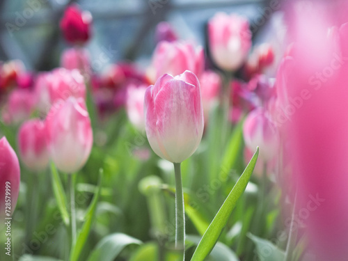 Close up Pink tulip in the garden