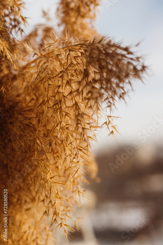 Reeds on a beige background.Fluffy pompas grass. Background of reed panicles.