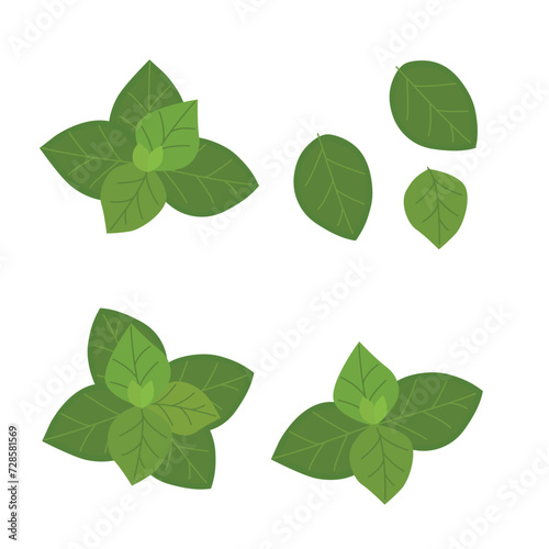 Fresh basil leaves isolated on white background. Basil leaves vector illustration.