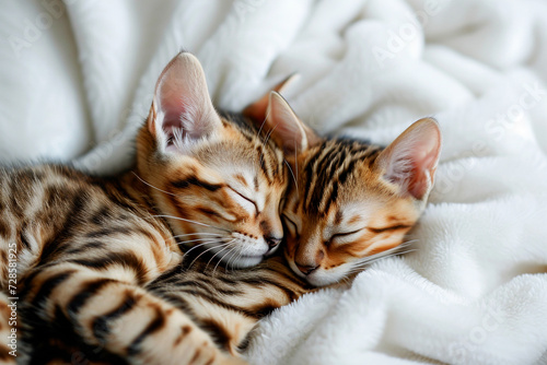 Two cute Bengal kittens sleep in an embrace.