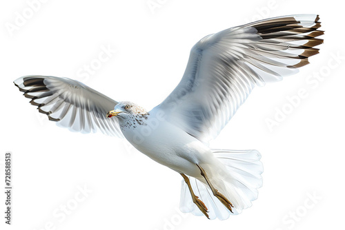 Flying seagull isolated on white background
