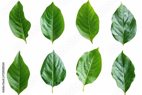 Set of avocado tree leaf isolated on white background.  Full Depth of field. Focus stacking, Generative AI © Visual Odyssey