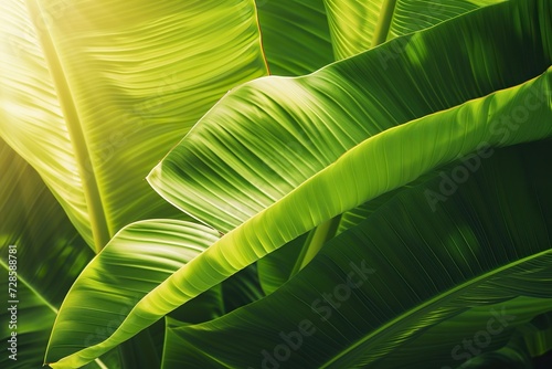 Glowing Radiance: Banana Leaf Texture Bathed in Sunlight, Enhancing Contours and Exuding Bright Elegance
