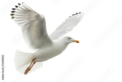 Flying seagull isolated on white background 