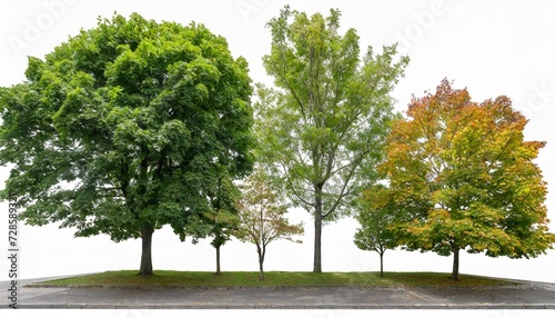 set of middle and small trees sycamore platanus maple street trees in overcast light isolated png on a transparent background perfectly cutout photo