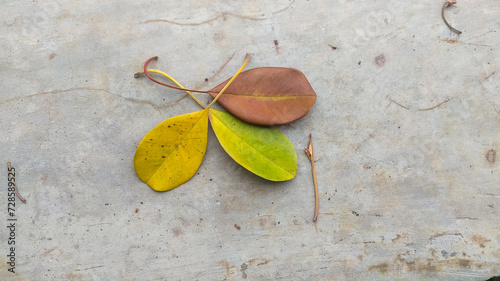 The photo shows 3 leaves with different colors (yellow, brown and green) stacked on top of each other, also showing the different processes of drying the leaves based on the color differences.