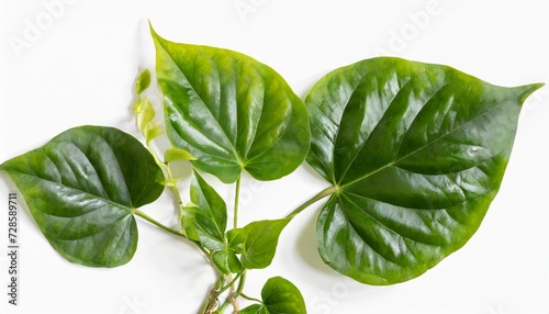top view of creeper plant golden pothos isolated on white background