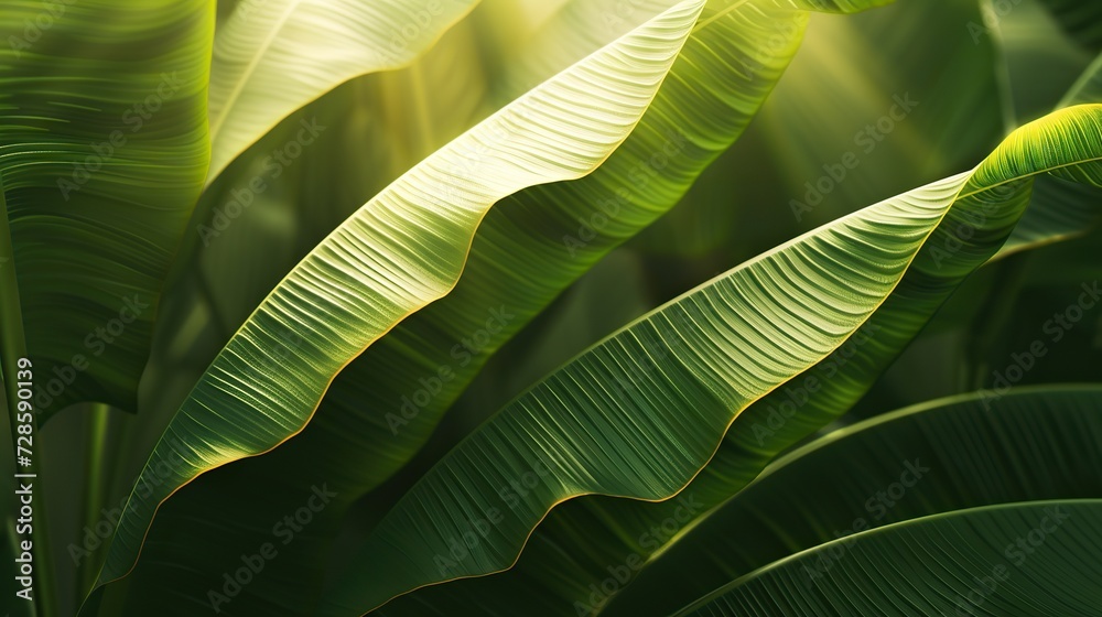 Obraz premium Sunlit Shadows: Capturing the Play of Shadows on a Banana Leaf Texture, Illuminating its Natural Beauty